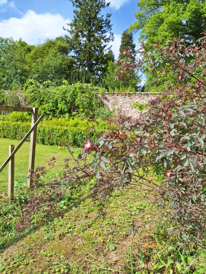 Cluny Community Walled Garden History